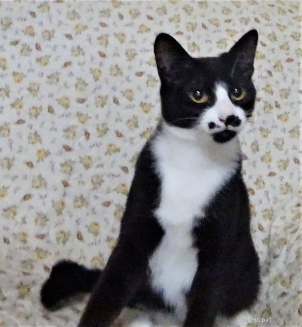 猫の里親募集】千葉県・雑種・ほっぺにほくろのホッペちゃん（ID:2207