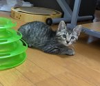 雑種