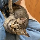 雑種