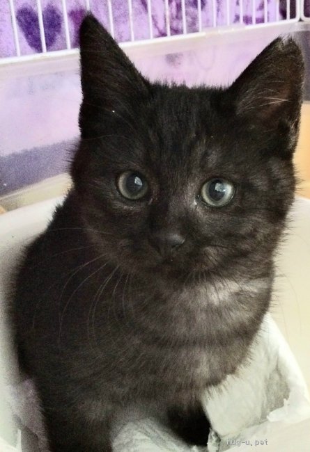 猫の里親募集】山口県・雑種・ブラックスモーク おっとり 中長毛の