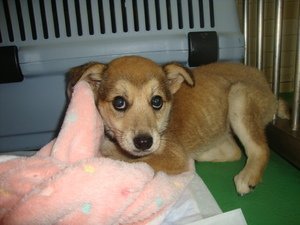 犬の里親募集 長崎県 雑種 2ヶ月 島っ子ワッコ 壱岐島 県外可 Id 26 ハグー みんなのペット里親情報