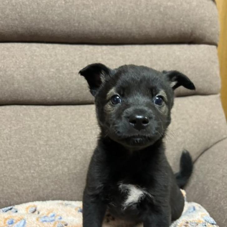 犬の里親募集】長崎県・雑種・令和8年5月壱岐犬たちの家族募集(終生