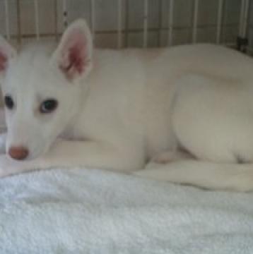 犬 北海道 雑種の里親募集一覧 ハグー みんなのペット里親情報