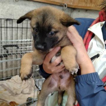 犬 × 兵庫県 × 雑種の里親募集一覧｜ハグー -みんなのペット里親情報