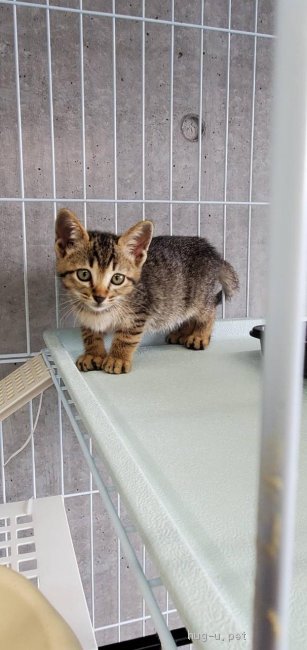 猫の里親募集】長崎県・雑種・生まれて2ヶ月☆美トラのりこちゃん 