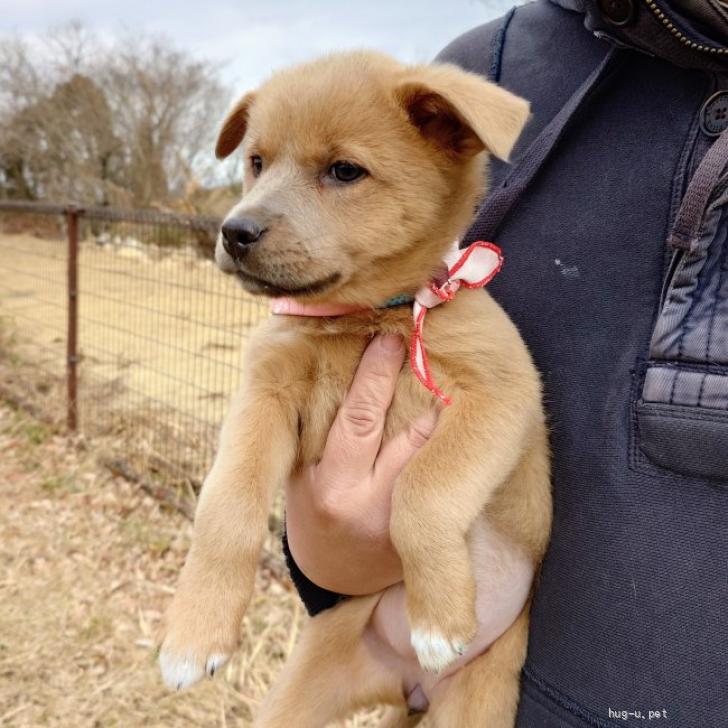 犬の里親募集】大阪府・雑種・クールビューティー女子【ノエルちゃん