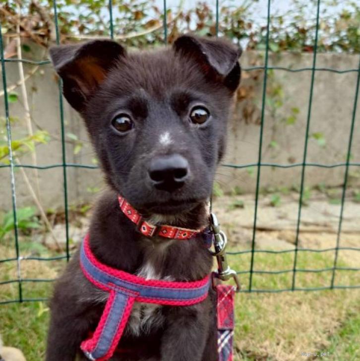 犬の里親募集】大阪府・雑種・甘えん坊の【みゃくちゃん】（ID