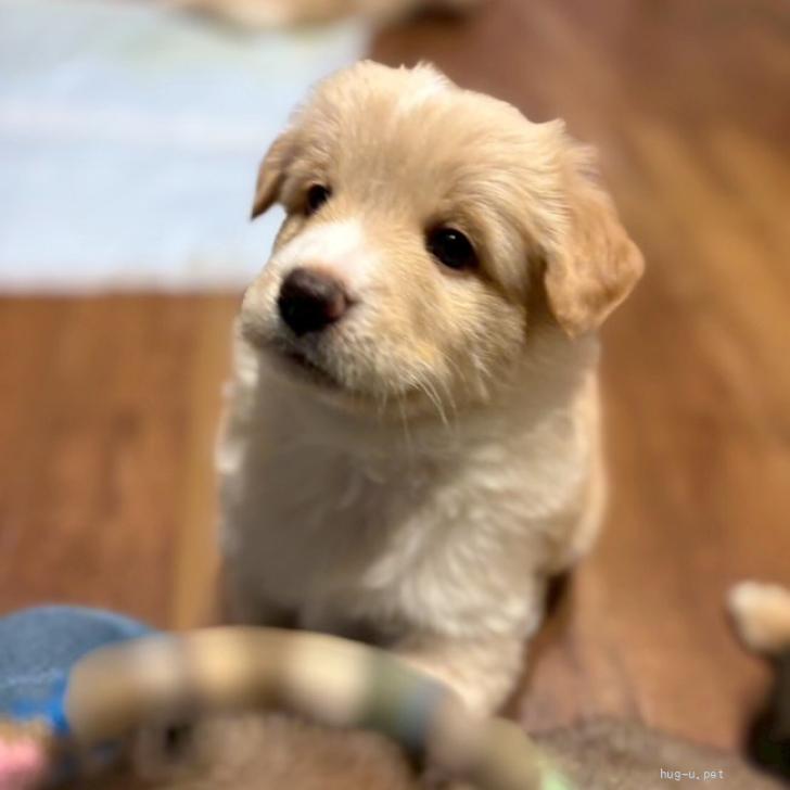 犬の里親募集】大阪府・雑種・おっとり女子の【モネちゃん】（ID:2511