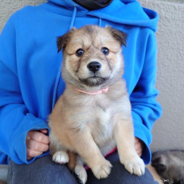 【犬の里親募集】大阪府・雑種・おっとりマイペースな【れなちゃん】（ID:2511-01912）｜ハグー -みんなのペット里親情報