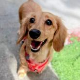 ミニチュアダックスフンド(ロング)