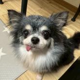 チワワ(ロング)