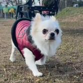 チワワ(ロング)