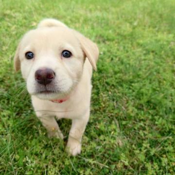 犬を飼いたい方に必見のお買い得情報です！！ 2_1a09d288-88a8-4a6a-88cc-