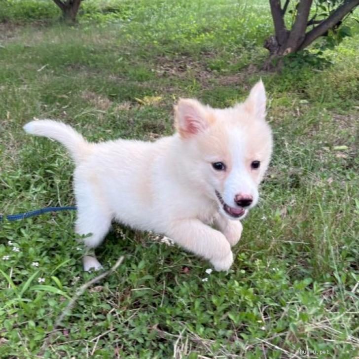 犬の里親募集】大阪府・雑種・ふわふわでとっても可愛い【双葉（ふたば