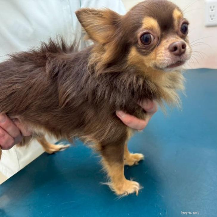 犬の里親募集】香川県・チワワ(ロング)・甘え上手な【レンくん】（ID