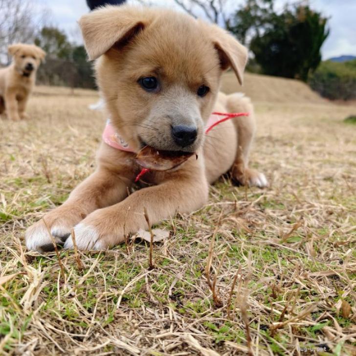 犬の里親募集】大阪府・雑種・クールビューティー女子【ノエルちゃん