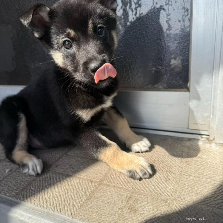 犬の里親募集】大阪府・雑種・一人遊びも上手な【アコードちゃん】（ID