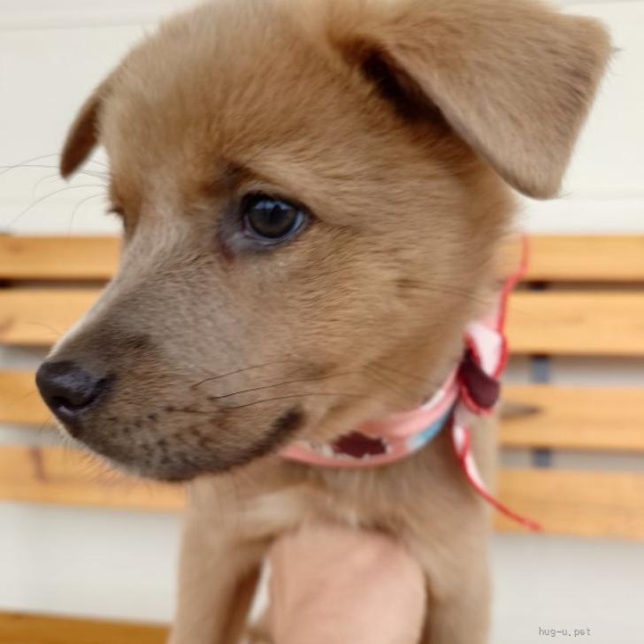 犬の里親募集】大阪府・雑種・クールビューティー女子【ノエルちゃん