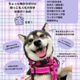 柴犬