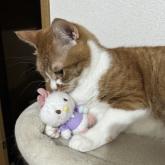 雑種