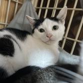 雑種