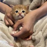 ノルウェージャンフォレストキャット