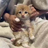ノルウェージャンフォレストキャット