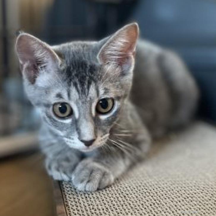 didizizi 猫柄　総柄 ダウン グレー　ロング丈　希少✨ 猫の里親募集】京都府・雑種・グレー×キジ美人の｢せな｣です！（ID:2307