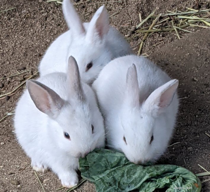 小動物の里親募集 大分県 ウサギ かわいい白うさぎの赤ちゃん里親募集 Id 2112 ハグー みんなのペット里親情報