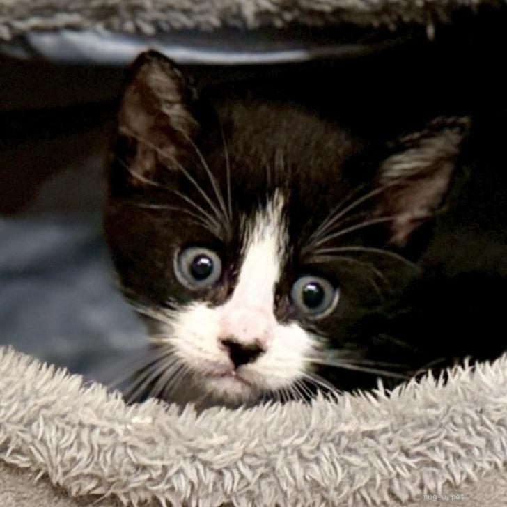 猫の里親募集】東京都・雑種・真っ白靴下がチャームポイント♡心くん