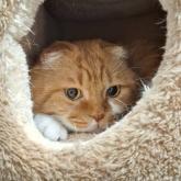 スコティッシュフォールド