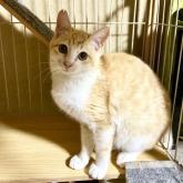 雑種