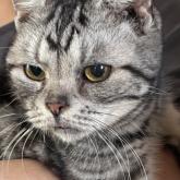 アメリカンショートヘア