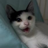 雑種
