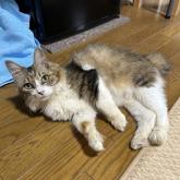 雑種