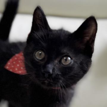 猫の里親募集】東京都・雑種・ブラックチョコ色✨スリゴロ甘えん坊猫