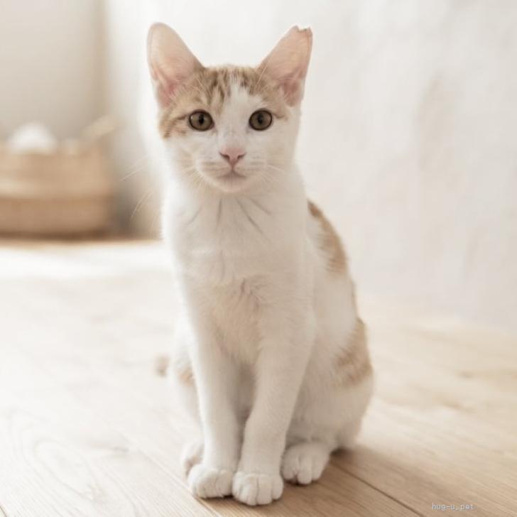 猫の里親募集】東京都・雑種・フワフワつやつやの美猫♡セシル♂4ヶ月