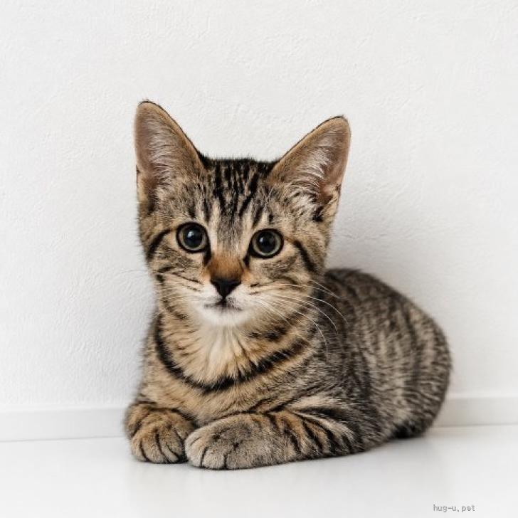 猫の里親募集】東京都・雑種・垂れ目が愛らしい優しい男の子 トト君