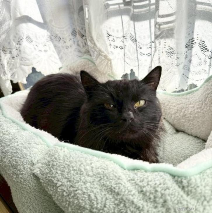 猫の里親募集】東京都・雑種・ビビりだけど抱っこOK♡半長毛の黒猫ごま