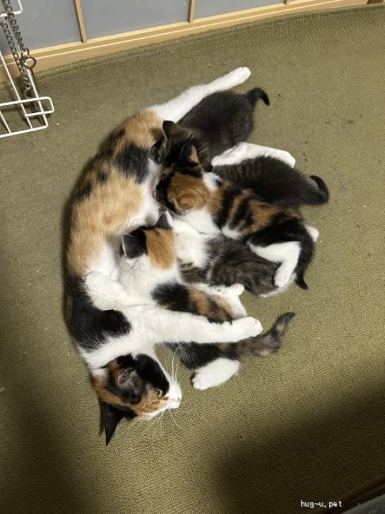 猫の里親募集】東京都・雑種・人が大好きな甘えん坊♡美人ママ猫みい