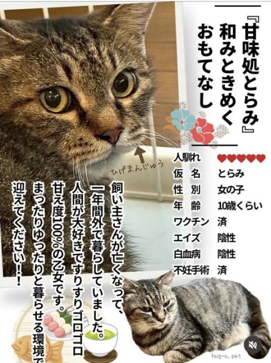 猫の里親募集】東京都・雑種・甘え度100%♪もふもふすりすり♪とらみ