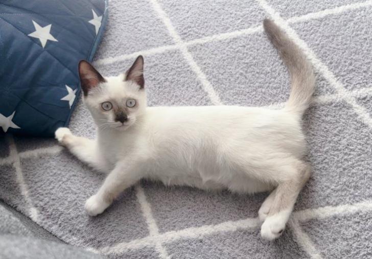 猫の里親募集】愛知県・雑種・シャムMIXリサちゃん♡（ID:2311-00554