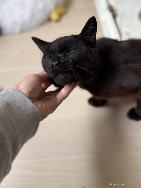 猫の里親募集】福島県・雑種・穏やかで優しい黒猫の禄(ろく)ちゃん