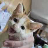 雑種