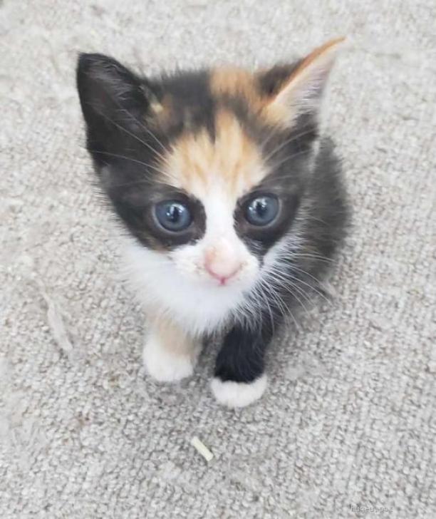 猫の里親募集】沖縄県・三毛猫・とっても個性的な模様の、三毛猫の