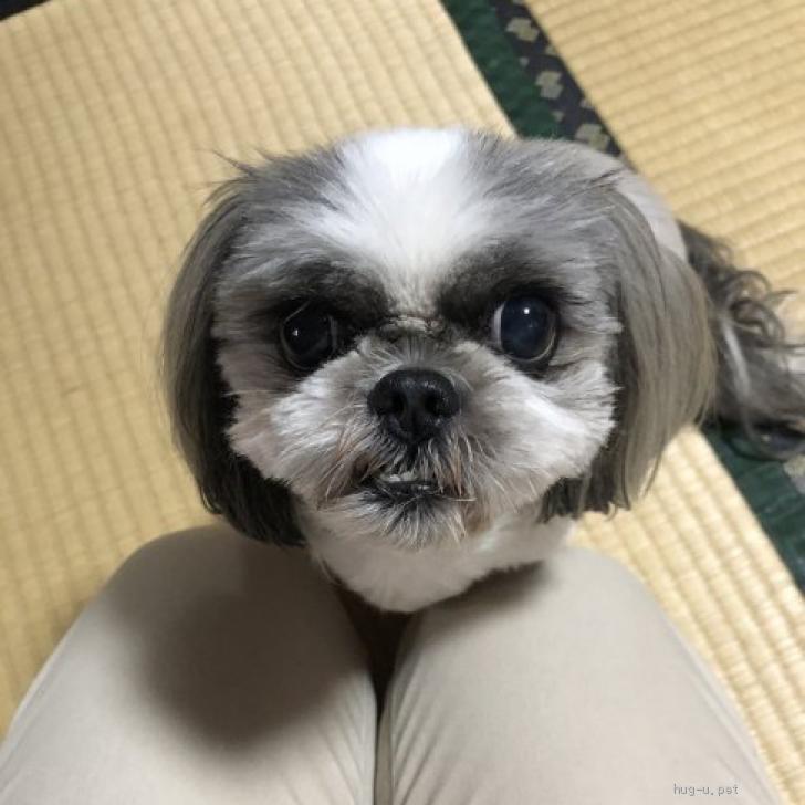 犬の里親募集 神奈川県 シーズー 人懐こいシーズー犬です メス Id 2210 019 ハグー みんなのペット里親情報