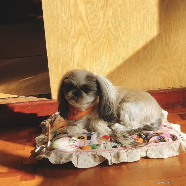 犬の里親募集 神奈川県 シーズー 人懐こいシーズー犬です メス Id 2210 019 ハグー みんなのペット里親情報