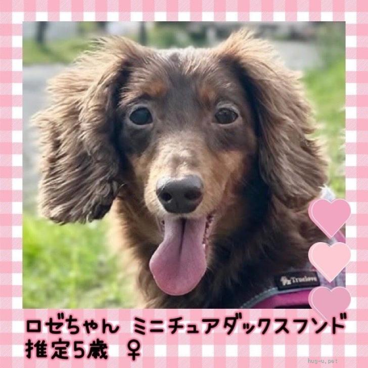 千葉犬 犬の里親募集】千葉県・ミニチュアダックスフンド(ロング‬