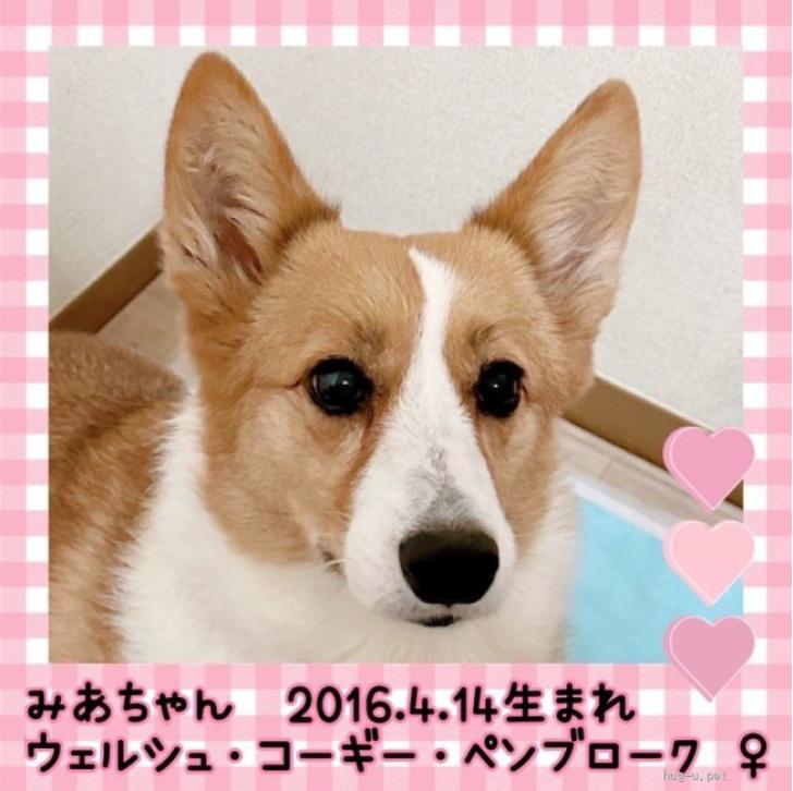 コーギー様 サイズ確認ページ - 犬用品