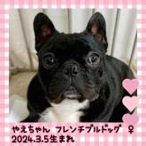 フレンチブルドッグ